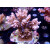 Acropora microlados "Bali Shortcake" Bali-Farmzucht