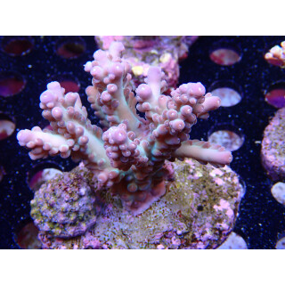 Acropora garnulosa Bali-Farmzucht