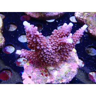 Acropora sp. Bali-Farmzucht