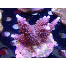 Acropora sp. Bali-Farmzucht