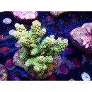 Acropora florida Bali-Farmzucht