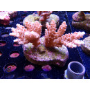 Acropora loripes Bali-Farmzucht