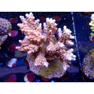 Acropora selago  Bali-Farmzucht