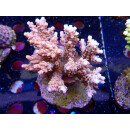 Acropora selago  Bali-Farmzucht