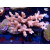 Acropora sp. Bali-Farmzucht