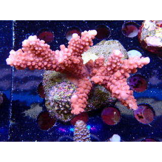 Acropora loripes Bali-Farmzucht
