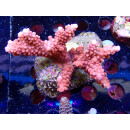 Acropora loripes Bali-Farmzucht