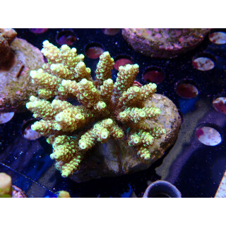Acropora sp. Bali-Farmzucht