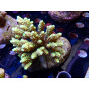 Acropora sp. Bali-Farmzucht