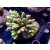 Acropora sp. Bali-Farmzucht