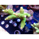 Acropora sp. Bali-Farmzucht