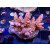 Acropora loripes Bali-Farmzucht