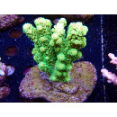 Acropora florida Bali-Farmzucht