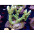 Acropora sp. Bali-Farmzucht