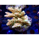 Acropora sp. Bali-Farmzucht