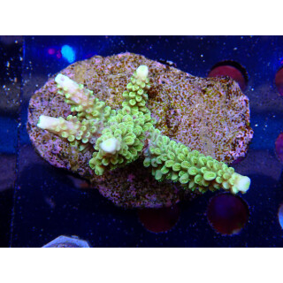 Acropora sp. Bali-Farmzucht