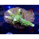 Acropora sp. Bali-Farmzucht