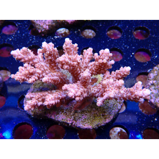 Acropora selago red Bali-Farmzucht