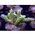 Acropora sp. Bali-Farmzucht