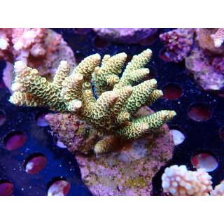 Acropora millepora Bali-Farmzucht