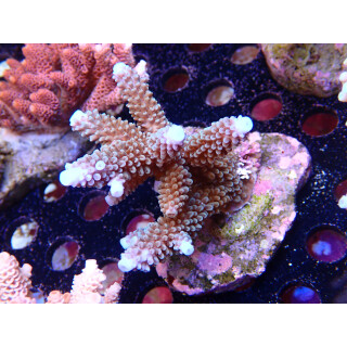 Acropora sp. Bali-Farmzucht