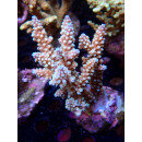 Acropora sp. Bali-Farmzucht