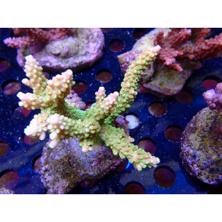 Acropora sp. Bali-Farmzucht