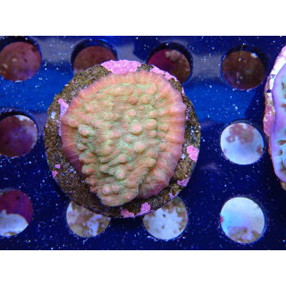 Echinophyllia sp. Bali-Farmzucht