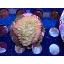 Echinophyllia sp. Bali-Farmzucht