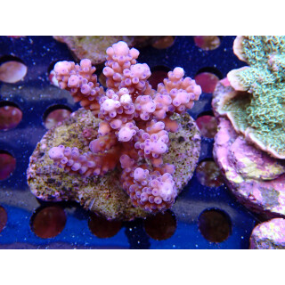 Acropora sp. Bali-Farmzucht