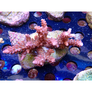Acropora loripes Bali-Farmzucht