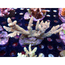 Acropora millepora Bali-Farmzucht