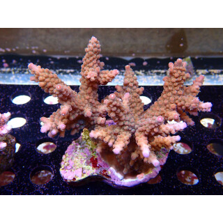 Acropora sp. Bali-Farmzucht