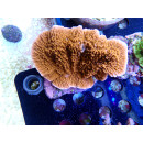 Montipora foliosa red Bali-Farmzucht
