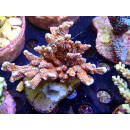 Montipora sp. Bali-Farmzucht