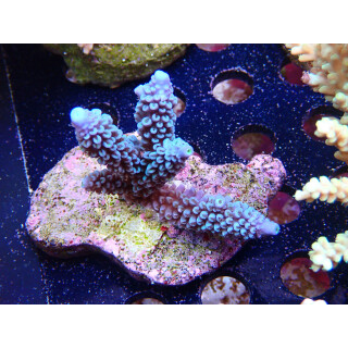 Acropora hoeksemai  Bali-Farmzucht