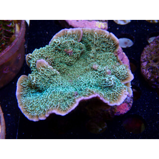 Montipora sp. Bali-Farmzucht