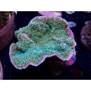Montipora sp. Bali-Farmzucht