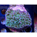 Montipora sp. Bali-Farmzucht