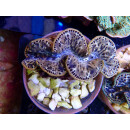 Tridacna maxima ca. 8cm