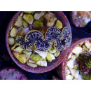 Tridacna maxima ca. 6cm