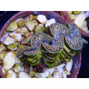 Tridacna maxima ca. 6cm