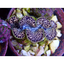 Tridacna maxima ca. 6cm