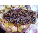 Tridacna maxima ca. 6cm