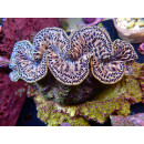 Tridacna maxima XL ca. 13cm