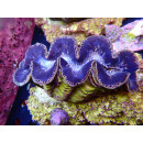 Tridacna maxima XL ca. 12cm