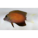 Ctenochaetus flavicauda - Whitetail Bristletooth