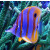 Chelmon rostratus - Copperband butterflyfish