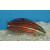 Halichoeres biocellatus - Red-lined wrasse