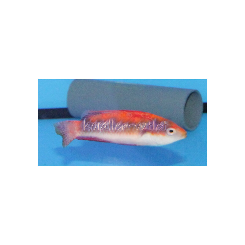 Cirrhilabrus tonozukai - Tonos Zwerglippfisch